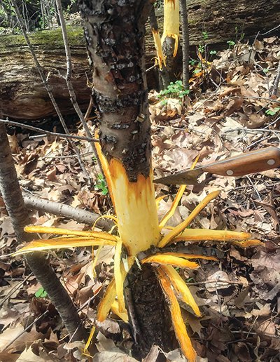 Battling Buckthorn - The Timberjay